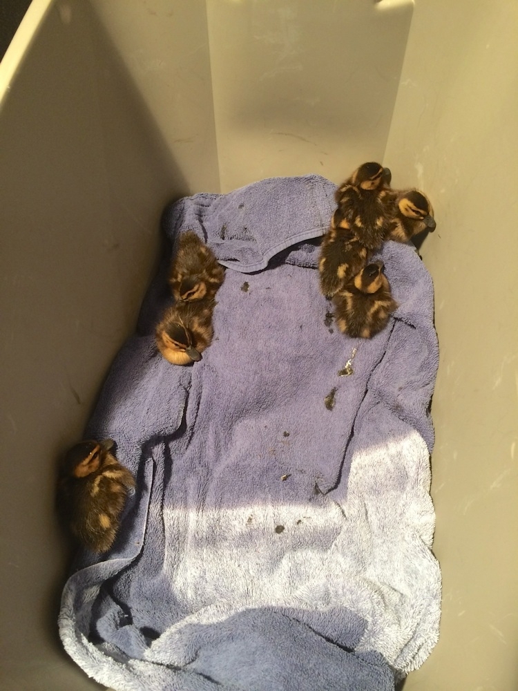 An Adorable Ducking Rescue Operation