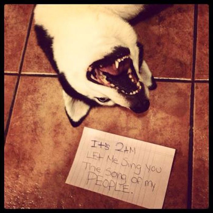 These Dogs Were So Naughty That They Need Publicly Shamed