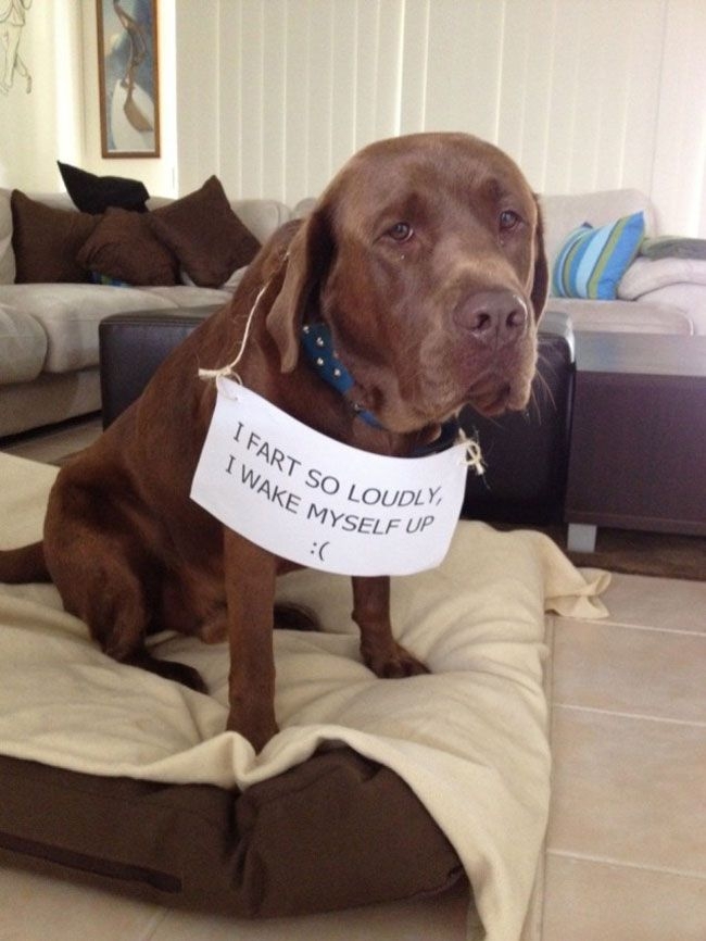 These Dogs Were So Naughty That They Need Publicly Shamed