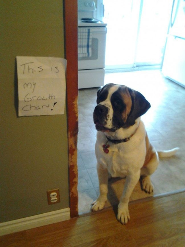 These Dogs Were So Naughty That They Need Publicly Shamed