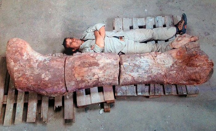 Largest Dinosaur Ever Gets Discovered In Argentina