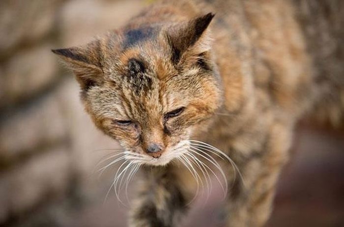 Get Ready To Meet The World’s Oldest Cat