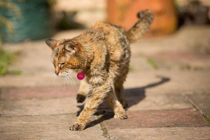 Get Ready To Meet The World’s Oldest Cat