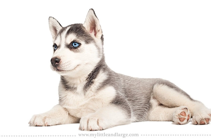 Adorable Portraits of Different Dog Breeds at 6 Weeks Old