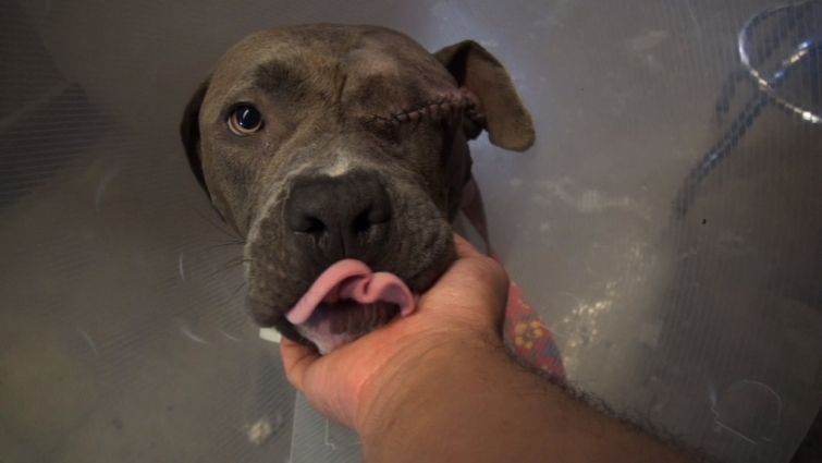 Transformation of half-blind starving pit bull left for dead in a park