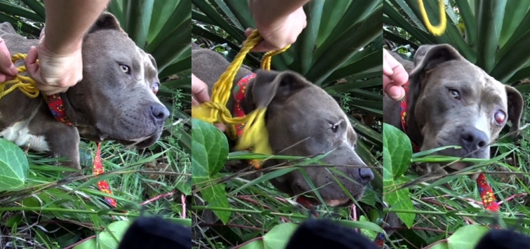 Transformation of half-blind starving pit bull left for dead in a park