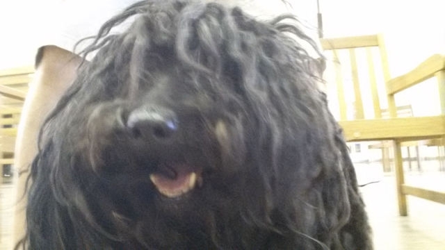A Dreadlocked Neglected Dog Gets Rescued