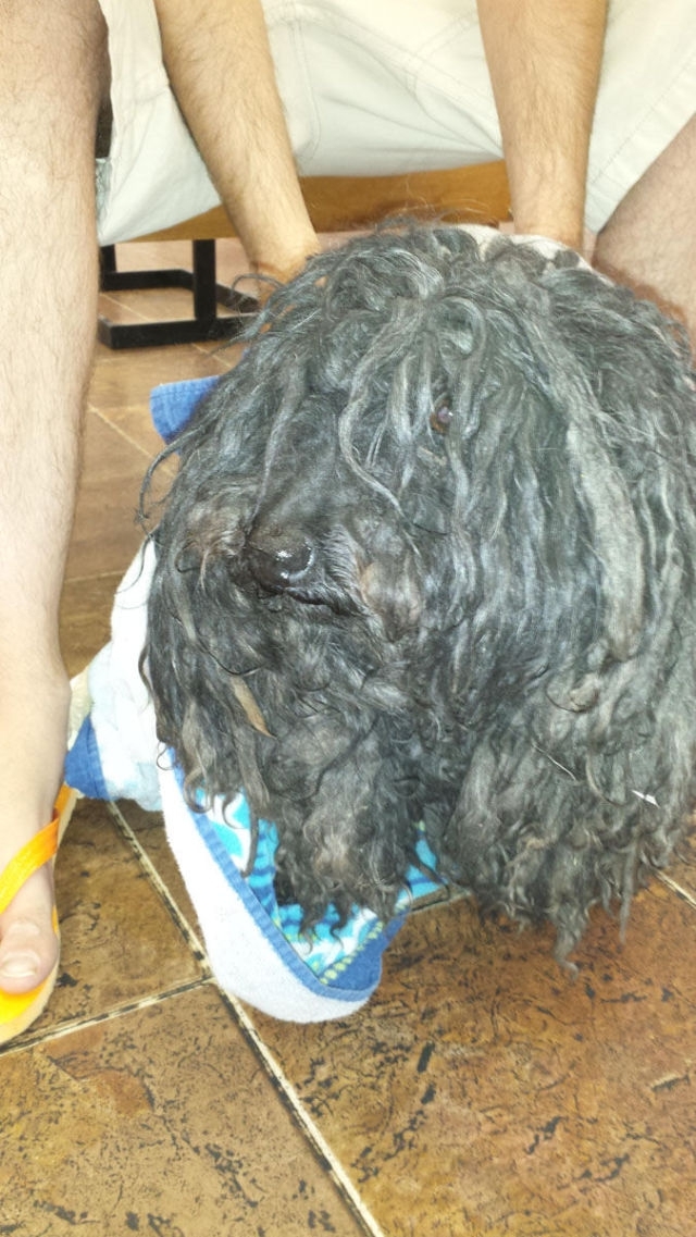 A Dreadlocked Neglected Dog Gets Rescued