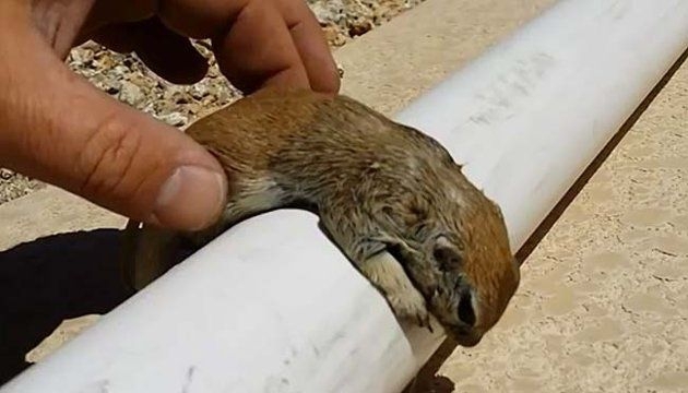 What This Pool Repairman Did Finding A Drowned Squirrel Is Amazing