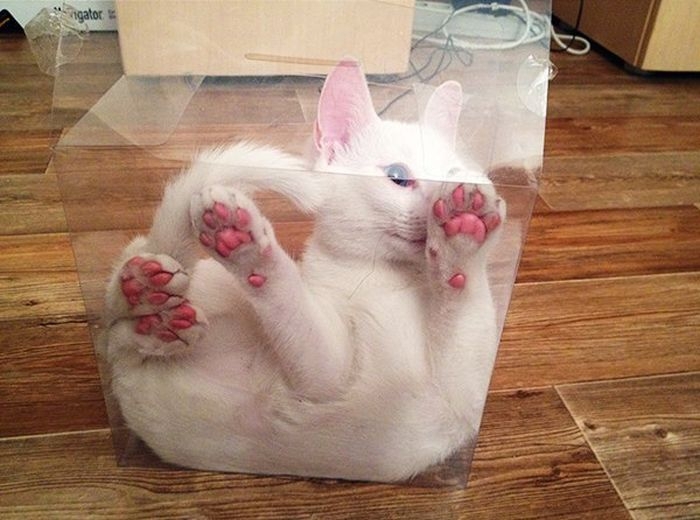 This Poor Cat Is Trapped In A Box