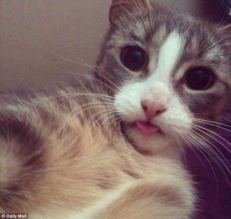 Take Your Selfies And Shove ‘Em. Because These Animals Nailed It