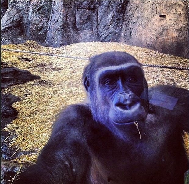 Take Your Selfies And Shove ‘Em. Because These Animals Nailed It