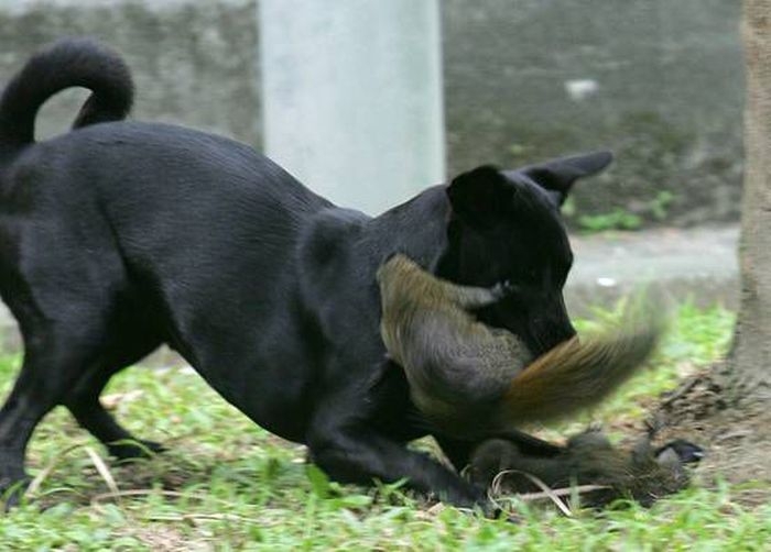 Mother Squirrel Saves Baby From Dog