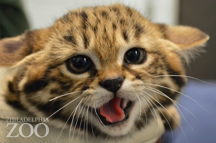 Philly Zoo's First Ever Black-Footed Kittens are Unbelievably Adorable