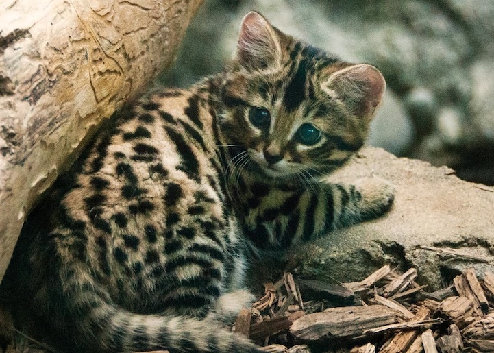 Philly Zoo's First Ever Black-Footed Kittens are Unbelievably Adorable