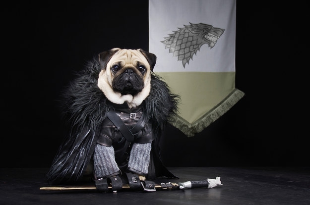 A Couple Have Recreated "Game Of Thrones" With Their Pugs 