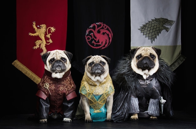 A Couple Have Recreated "Game Of Thrones" With Their Pugs 