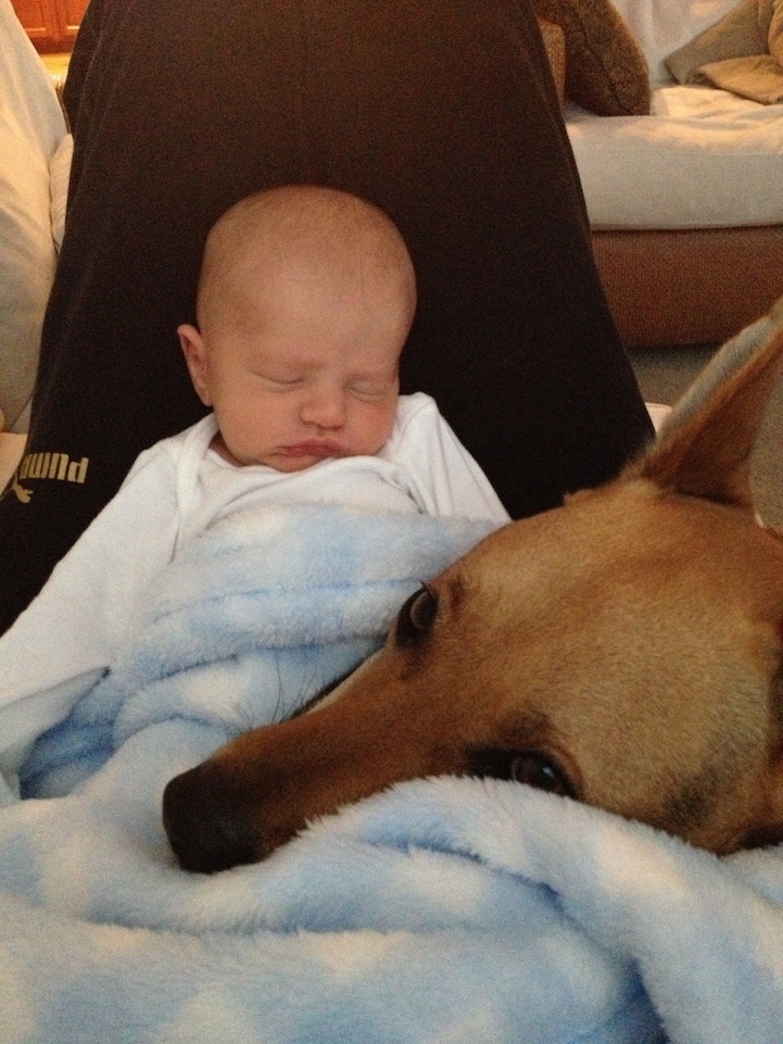 Amazing Friendship Between Adorable Toddler and His Loving Rescue Dog
