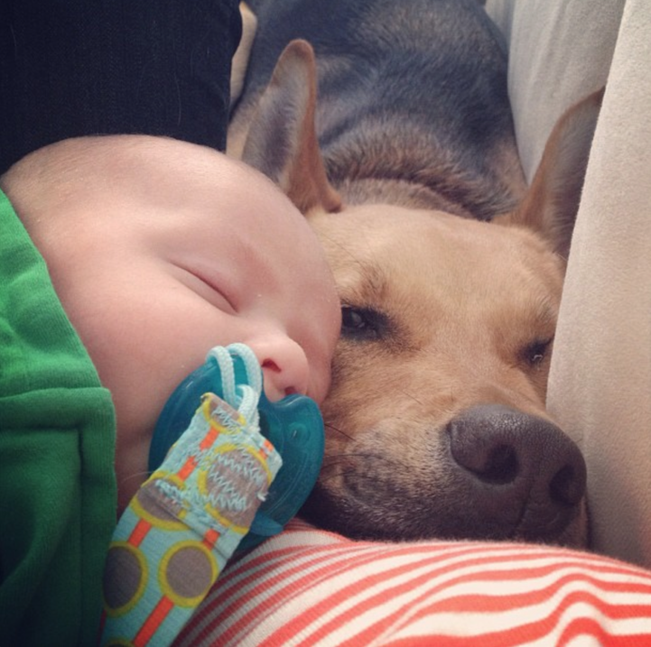 Amazing Friendship Between Adorable Toddler and His Loving Rescue Dog