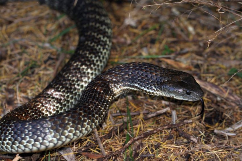 The world’s most dangerous snakes