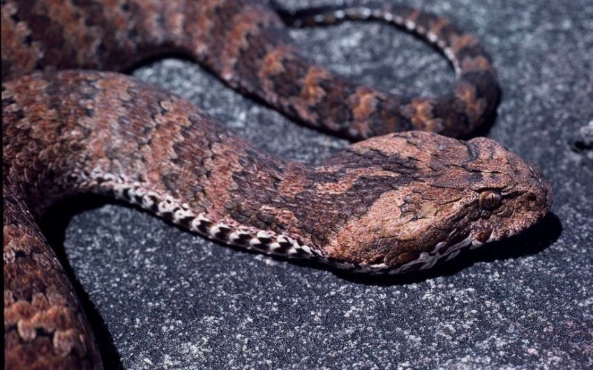 The world’s most dangerous snakes