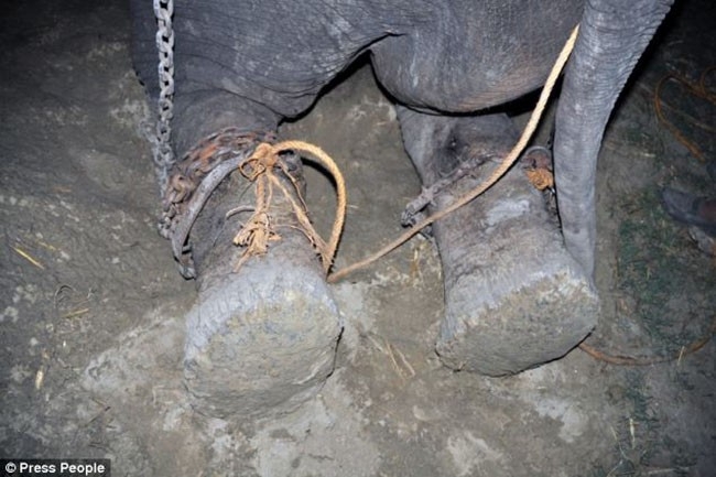 Heroic Rescuers Save This Elephant From 50 Years Of Spiked Chains And 