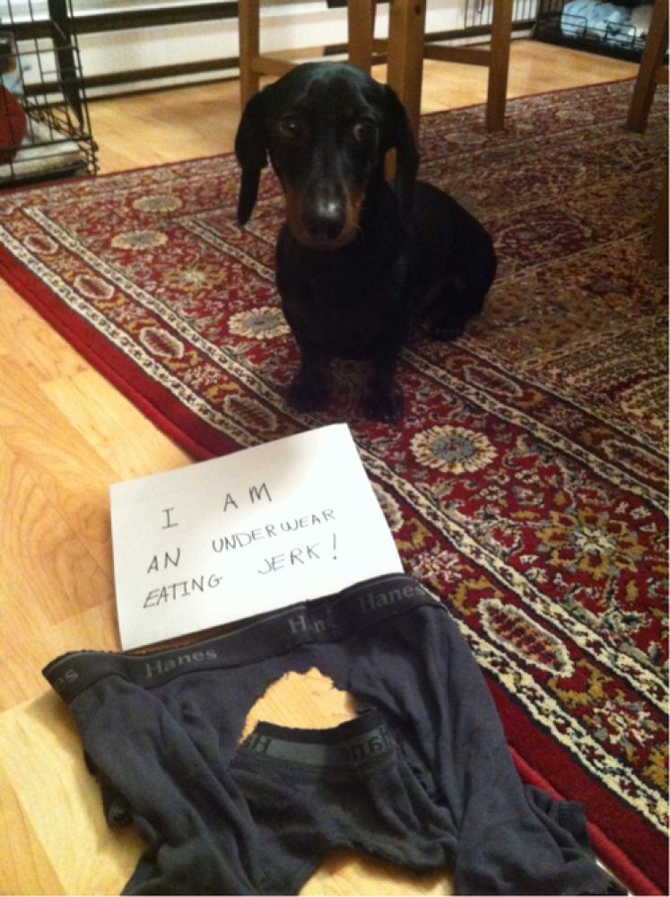 Hilarious Dogs Facing Public Shaming That Will Make You Say AwWw!