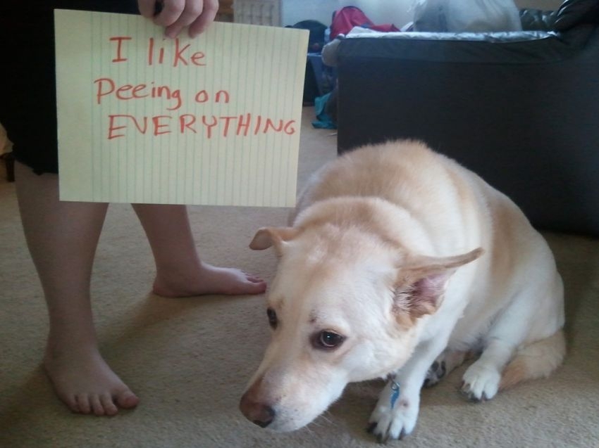 Hilarious Dogs Facing Public Shaming That Will Make You Say AwWw!