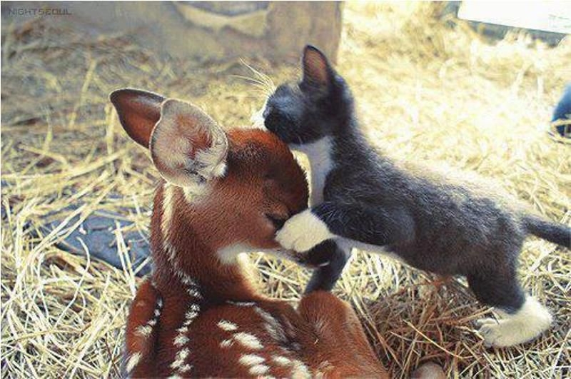 See the Cutest Animals Kissing Photos – So Cute!