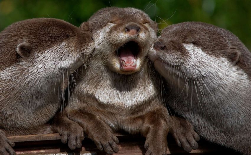 See the Cutest Animals Kissing Photos – So Cute!