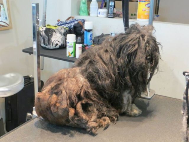 A Bedraggled Pile of Fur Becomes a Sweet Little Dog