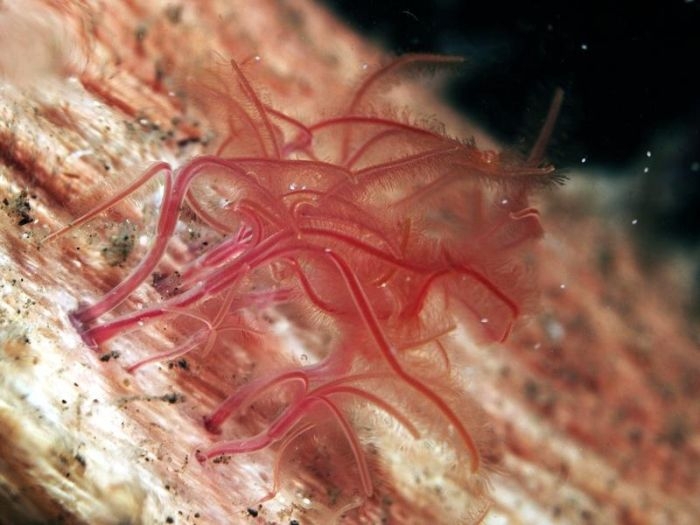 The 12 Most Terrifying Things Living In The Ocean