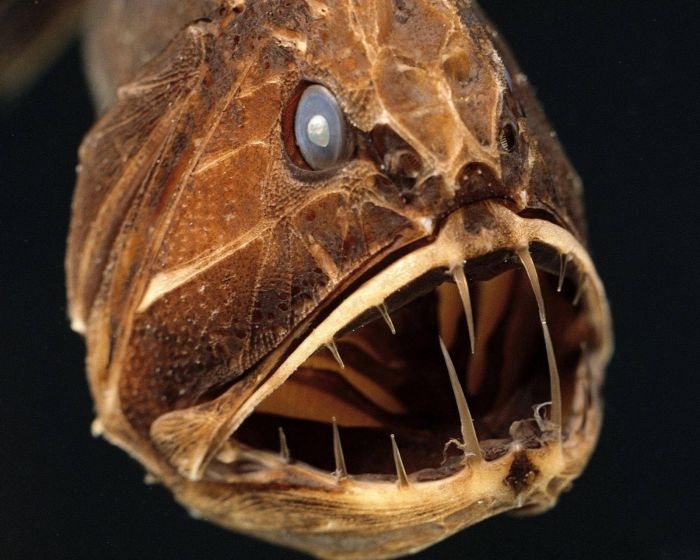 The 12 Most Terrifying Things Living In The Ocean