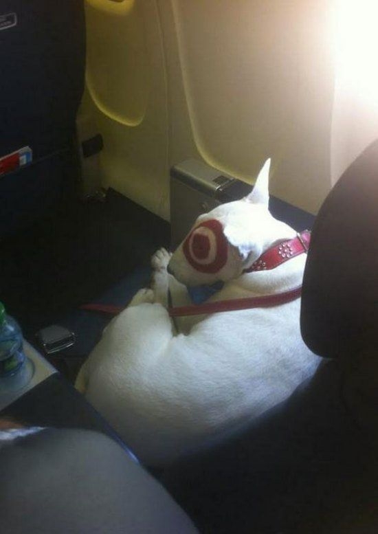 The bizarre passengers you see on planes today