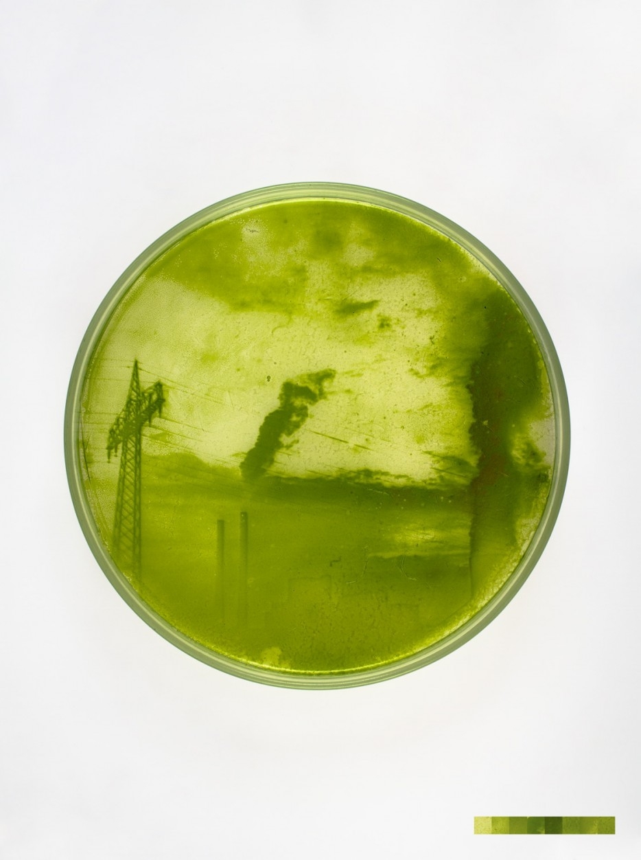 This Artist Combines Science And Art To Create Photos With Algae