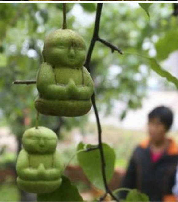 How Do They Make Buddha Shaped Pears In China?