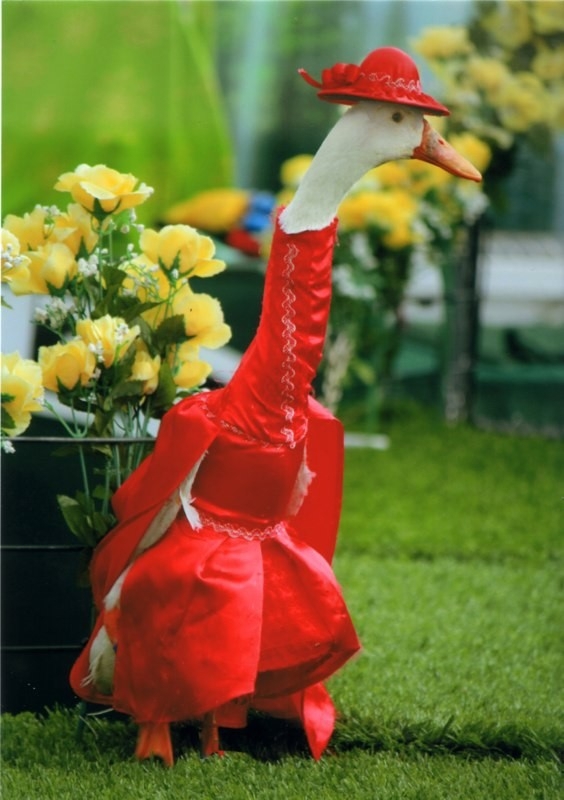 Ducks Are Dressed Up For The Runway In Australia