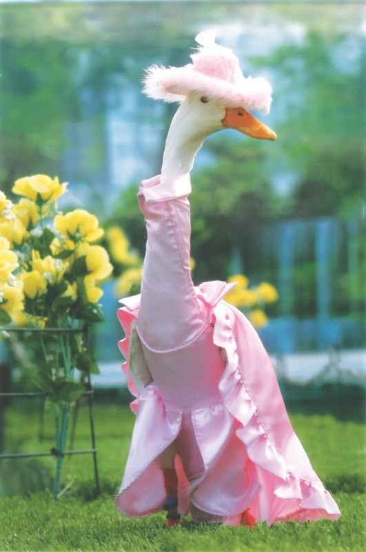 Ducks Are Dressed Up For The Runway In Australia