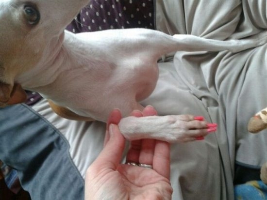 Awesome Dog Nail Art