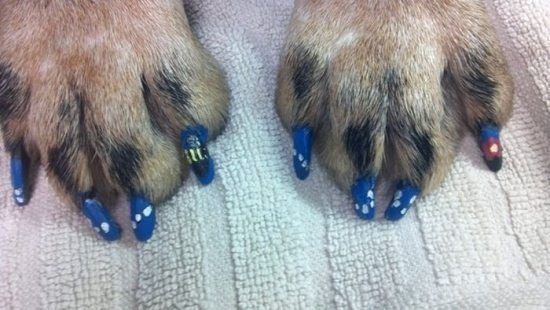 Awesome Dog Nail Art