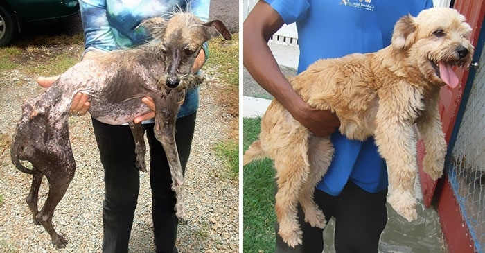 Rescue Dogs Before And After