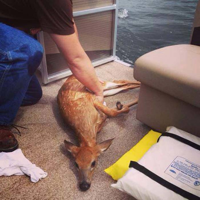 The Most Amazing Deer Rescue Ever