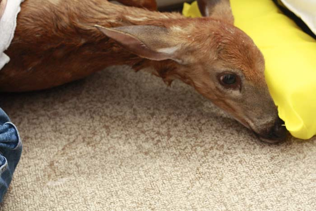 The Most Amazing Deer Rescue Ever