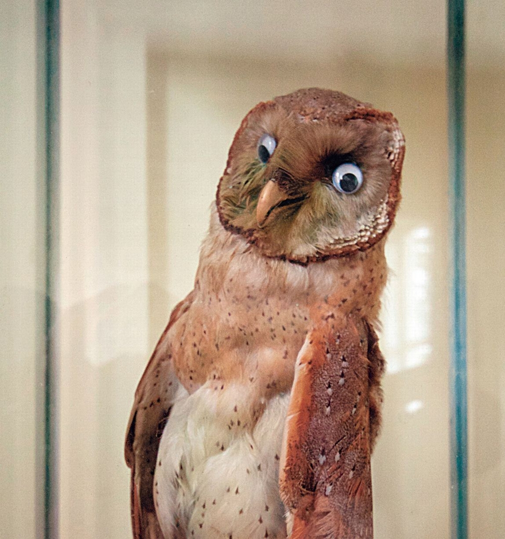 When Taxidermy Turns Terrible