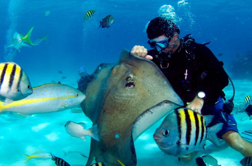 Stingray City, Grand Cayman