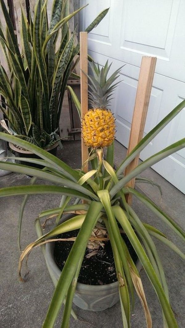 Growing A Pineapple From Start To Finish