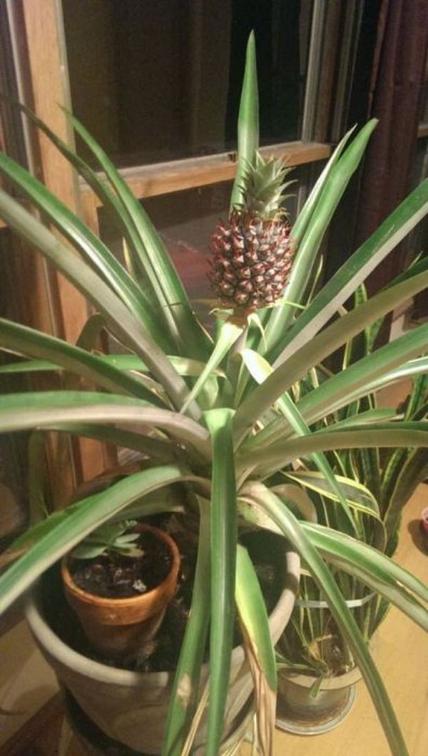 Growing A Pineapple From Start To Finish