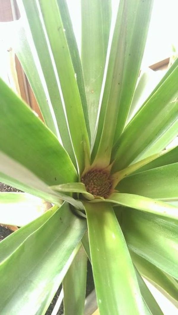 Growing A Pineapple From Start To Finish
