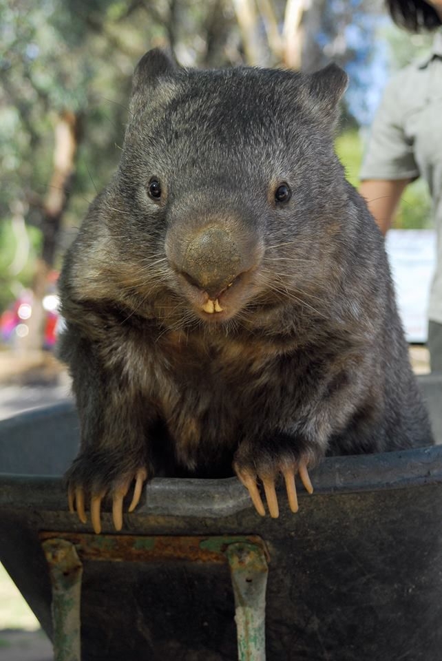  You're Going To Fall In Love With Patrick, The Oldest Living Wombat