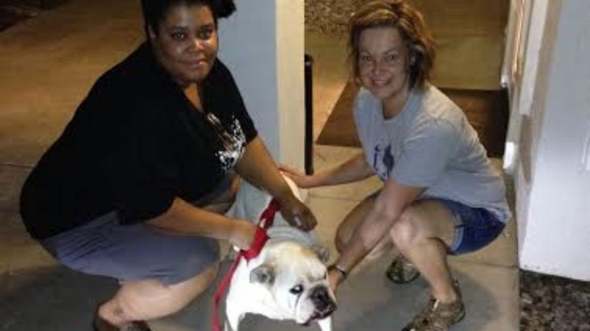 A Lowlife Stole This Woman's Dog But She Found Her Way Home